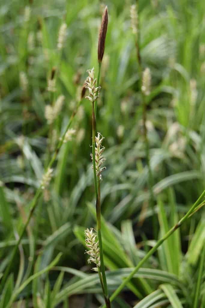 Carex morrowii 'Ice Dance' ---